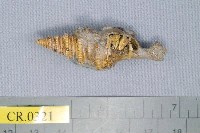 藏品(有角寄居蟹)的圖片